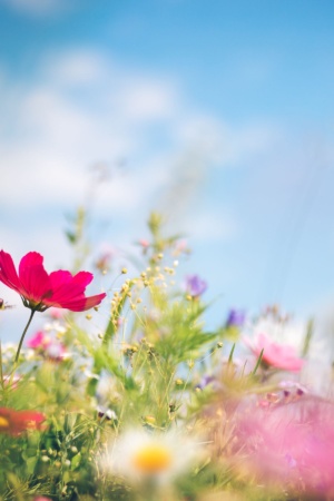 A vibrant pink flower stands prominently among blurred, colorful wildflowers under a clear blue sky.