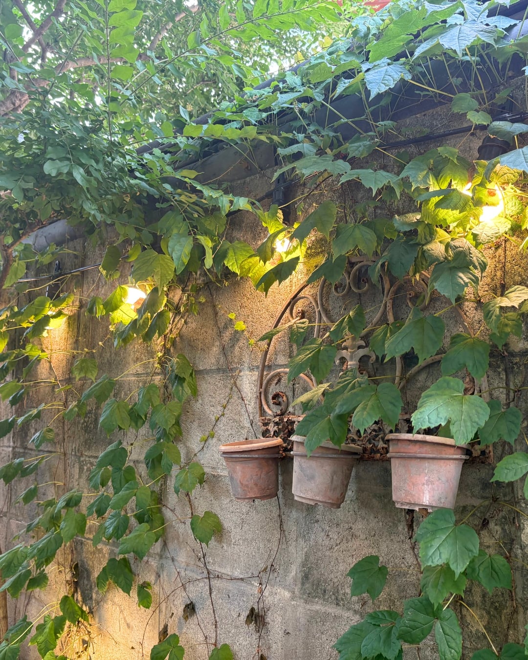Three empty clay pots hang on a decorative metal holder attached to a stone wall, while leafy green vines and DIY fairy light projects glow softly above.