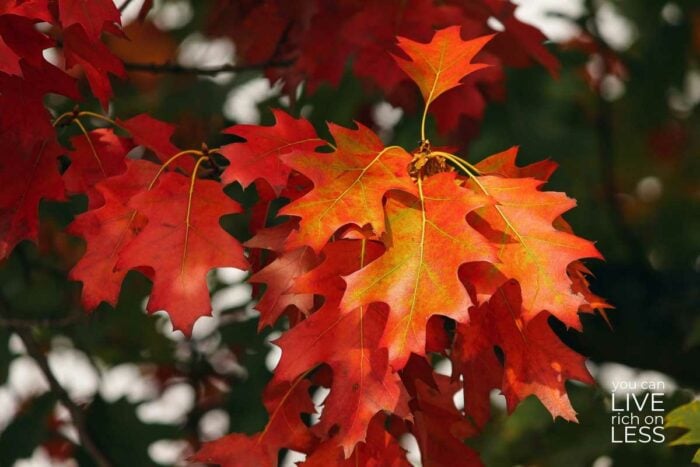 orange oak leaves in fall